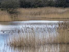 Golden reeds in a peaceful pond with background trees photo