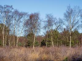Silver birch trees in winter at Allerthorpe Common, East Yorkshire, England photo
