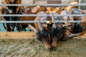 Two goats leaning out from behind the fence and touching noses eating grain photo