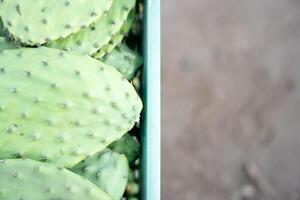 Some harvested nopales are stacked inside of a crate photo