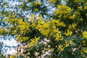 Yellow fluffy mimosa flowers on green tree branches against a blue sky photo