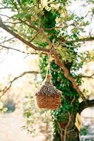 Straw wicker nest hanging on a tree branch in the park photo