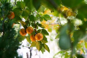 View through the green foliage on a ripe persimmons hanging on the branches photo