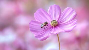 Bee pollinating a pink cosmos flower. photo