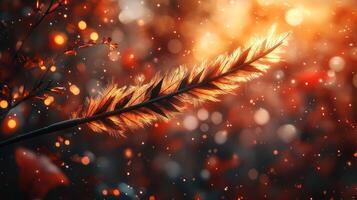 Glowing autumn plant seed head. photo