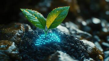 Young sprout with glowing roots in dark soil. photo