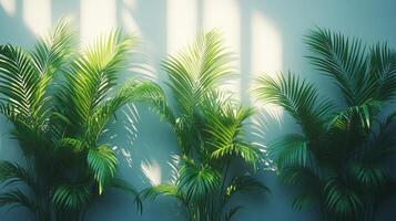 Sunlit palm plants against a wall. photo
