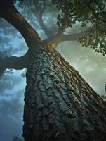 A tree in the fog with a large trunk photo