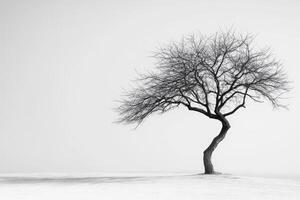 Black and white photograph of a lone tree in the snow photo