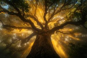 The sun shines through the branches of a large tree photo