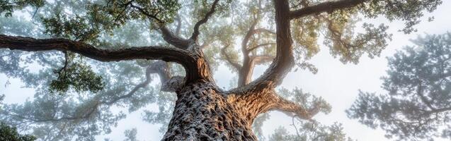 A view of a large tree in the fog photo