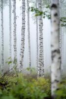 Birch trees in the fog photo
