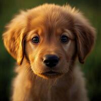 A close up of a dog photo