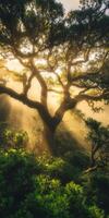 A tree in the middle of a forest with sunlight shining through photo