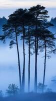 Three trees in the fog on a hill photo