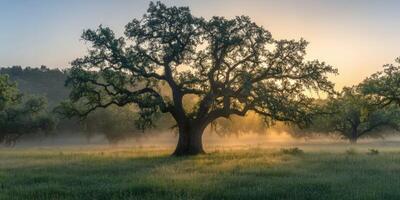 Oak tree in the fog at sunrise photo