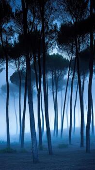 A group of trees in the fog at night photo
