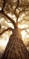 A large tree is shown in the sunlight photo