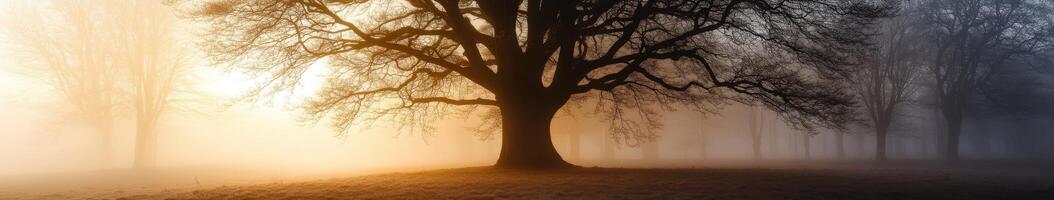 A tree in the fog with the sun shining through photo