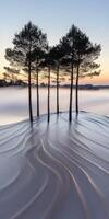 Three trees stand in the sand at sunrise photo