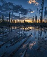 A sunset over a swamp with dead trees photo