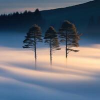 Three trees stand in the fog on a hill photo