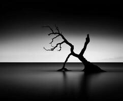 A lone tree in the middle of the ocean photo