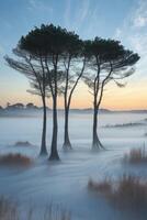 Three trees stand in the fog at sunrise photo