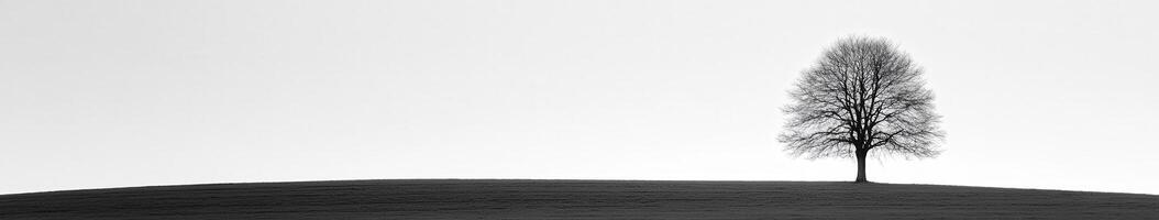 A lone tree stands on a hill in black and white photo