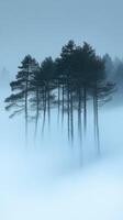 A group of trees in the fog on a foggy day photo