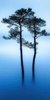 Two trees in the fog on a blue background photo