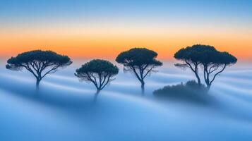 Three trees in the fog at sunset photo
