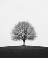 Black and white photo of a tree on a hill