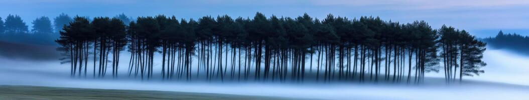 A foggy landscape with trees in the distance photo