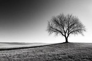 A lone tree in a field with a black and white photo