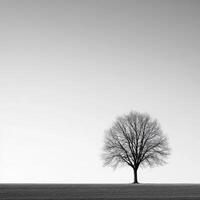 A lone tree in a field against a gray sky photo