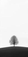 A lone tree stands alone on a hill photo