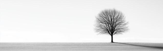 A lone tree in the snow photo