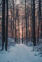 A path through a snowy forest at sunset photo