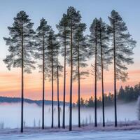 A group of trees in the snow at sunrise photo