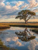 A lone tree stands in the middle of a marsh photo