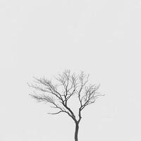 A lone tree in the middle of a field photo