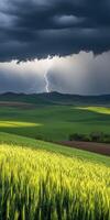 A stormy sky over a field with green wheat photo