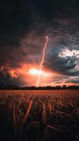 A lightning bolt strikes through the sky over a corn field photo