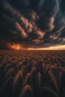 A stormy sky over a field of wheat photo