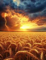A field of wheat with lightning in the sky photo