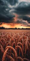 A field of wheat with a stormy sky in the background photo
