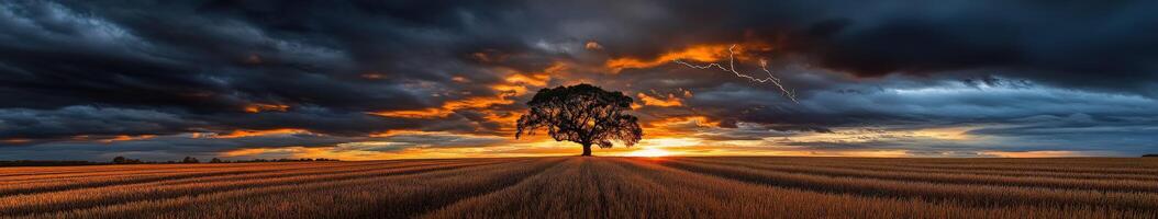 A lone tree in a field under dramatic clouds photo