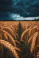 Stormy sky and lightning over a field of ripe wheat photo