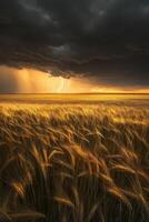 A field of golden wheat under a stormy sky photo